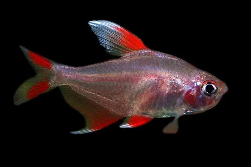 Candy Cane Tetra